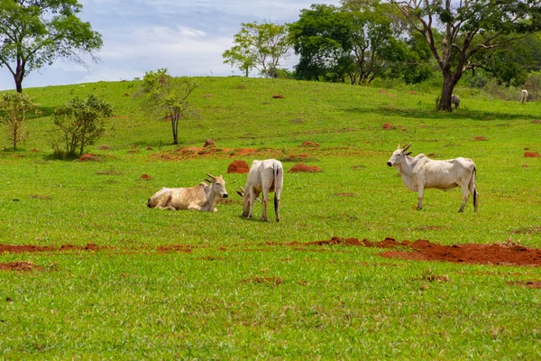 Paisagem Viária Goiás Com Algumas Vacas Magras Comendo Grama Verde — Fotografia de Stock