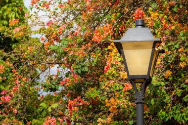 Arka planda Bougainville çiçekleri olan bir sokak lambası. Bougainvillea.