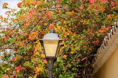Arka planda Bougainville çiçekleri olan bir sokak lambası. Bougainvillea.