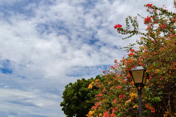 Arka Planda Bougainville Çiçekleri Olan Bir Sokak Lambası Bougainvillea — Stok fotoğraf