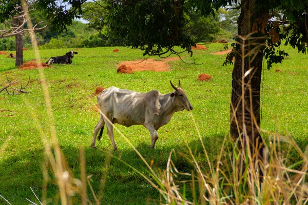 緑の芝生の農場でいくつかの 痩せた 牛の放牧 — ストック写真