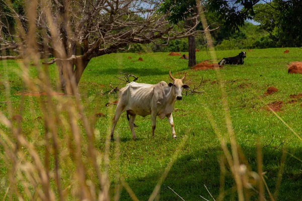 Einige Magere Rinder Grasen Auf Einem Bauernhof Mit Grünem Gras — Stockfoto