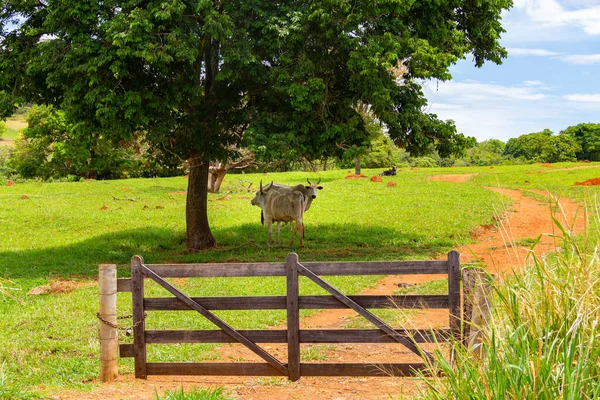 Some Skinny Cattle Grazing Farm Green Grass — Stock Photo, Image