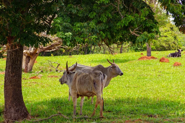 Algunos Animales Flacos Pastando Una Granja Con Hierba Verde — Foto de Stock