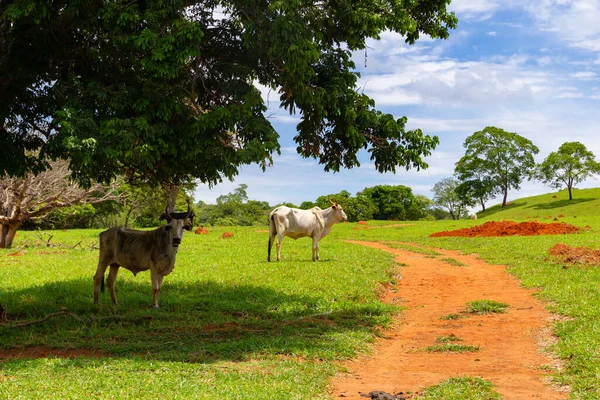 Alguns Magro Gado Pastando Uma Fazenda Com Grama Verde — Fotografia de Stock