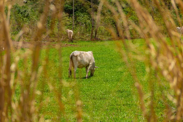 Some Skinny Cattle Grazing Farm Green Grass — Stock Photo, Image