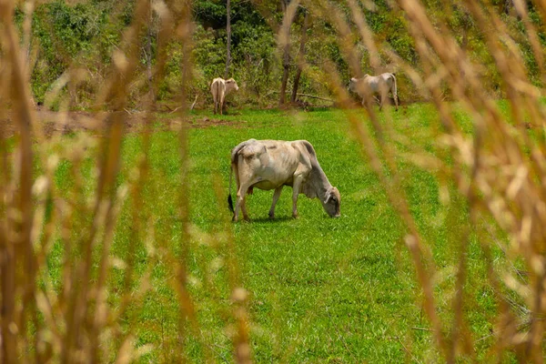 Μερικά Κοκαλιάρικα Βοοειδή Βόσκουν Ένα Αγρόκτημα Πράσινο Γρασίδι — Φωτογραφία Αρχείου