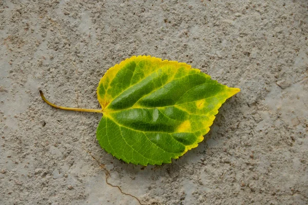 Uma Folha Amora Manchada Verde Amarelo Chão Cimento — Fotografia de Stock