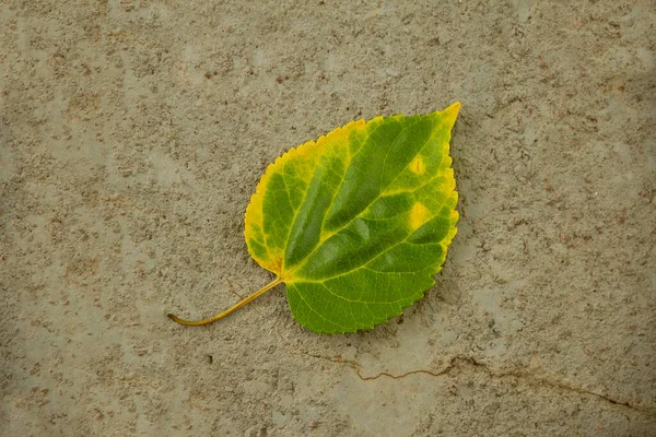 セメント床の上に黒ベリーの葉 ステンドグラスの緑と黄色 — ストック写真