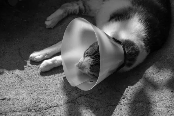 タビー猫は 地面に横たわって 保護コーンを身に着けている 白黒の画像 — ストック写真