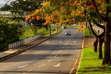 Kuzey Goias Bulvarı 'nda çiçek açan parlak insanlar. (Delonix regia)