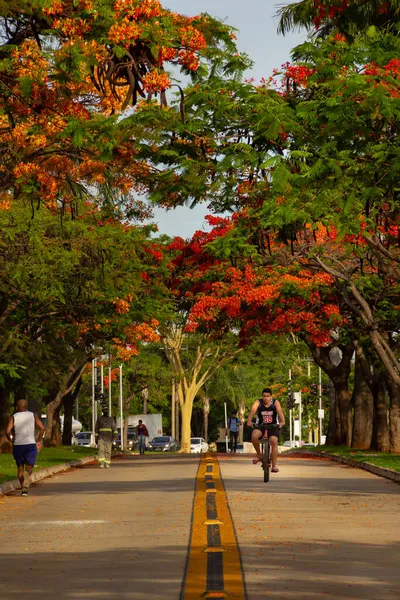 Blühende Flambois Auf Der Avenida Gois Norte Delonix Regia — Stockfoto