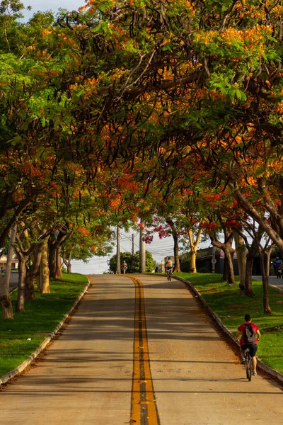 Blühende Flamboyants Auf Der North Goias Avenue Delonix Regia — Stockfoto