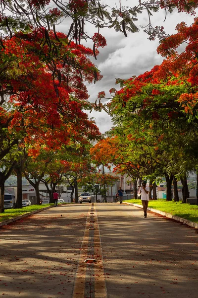 Blühende Flamboyants Auf Der North Goias Avenue Delonix Regia — Stockfoto