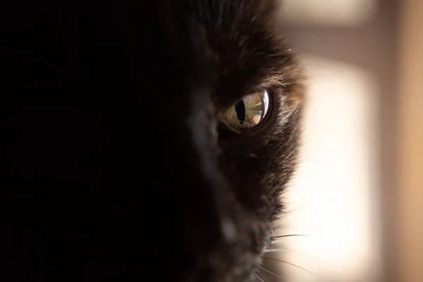 Großaufnahme Gesicht Einer Weiblichen Schildkrötenpanzerkatze Carey Katze — Stockfoto