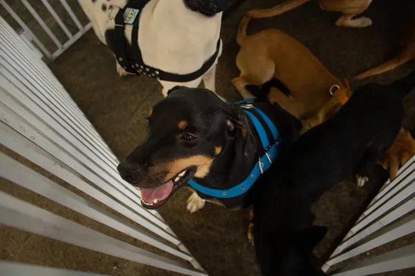 Animal Adoption Fair Some Medium Sized Dogs Cage Available Adoption — Stock Photo, Image