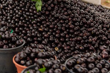 Fuarda satılık taze jabuticabas yığını. (Plinia cauliflora)