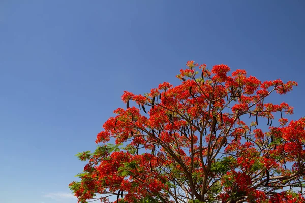 Detalhe Uma Árvore Chamada Flamboyant Delonix Regia Flor Com Céu — Fotografia de Stock