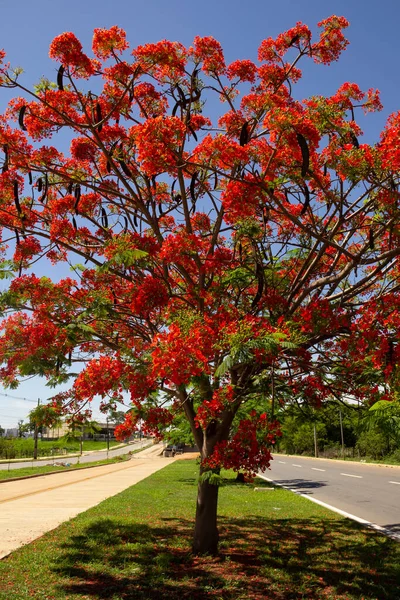 Tree Called Flamboyant Delonix Regia Bloom Blue Sky Background — Stock Photo, Image