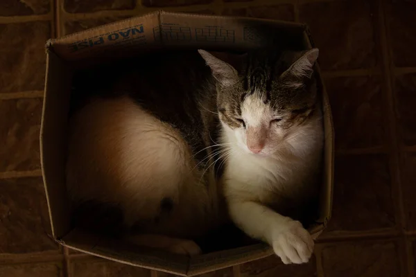 Lindo Gato Tabby Durmiendo Dentro Una Caja Cartón Con Pata —  Fotos de Stock