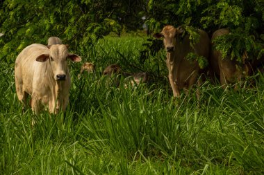 Bazı inekler çimlerin üzerinde dinleniyor ve büyük, gür bir ağacın altında.