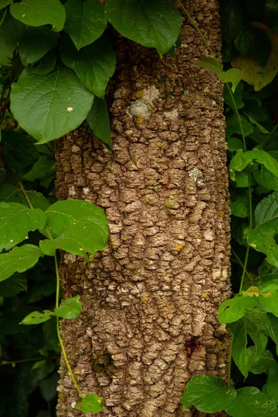 苔といくつかの緑の葉の木の幹の質感 — ストック写真