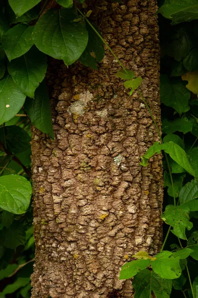 苔といくつかの緑の葉の木の幹の質感 — ストック写真