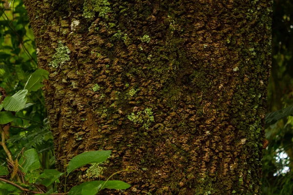 Текстура Ствола Дерева Мхом Зелеными Листьями Вокруг — стоковое фото