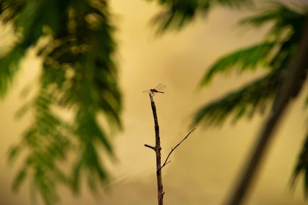 Vážka Seděla Klacku Větve Stromů Kolem Voda Rozmazaného Jezera Pozadí — Stock fotografie