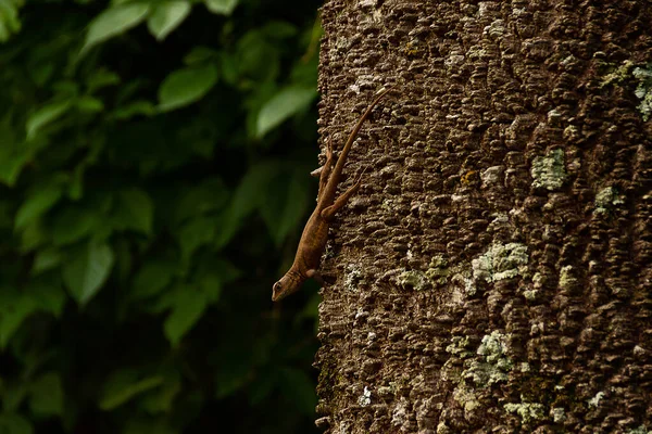 Lizard Rough Mossy Trunk Tree Blurred Green Leaves Background — Stock Photo, Image