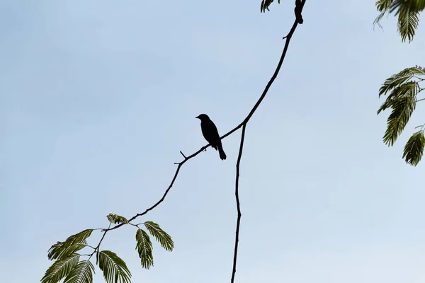 Pájaro Posado Una Rama Árbol Retroiluminada Con Algunas Hojas —  Fotos de Stock