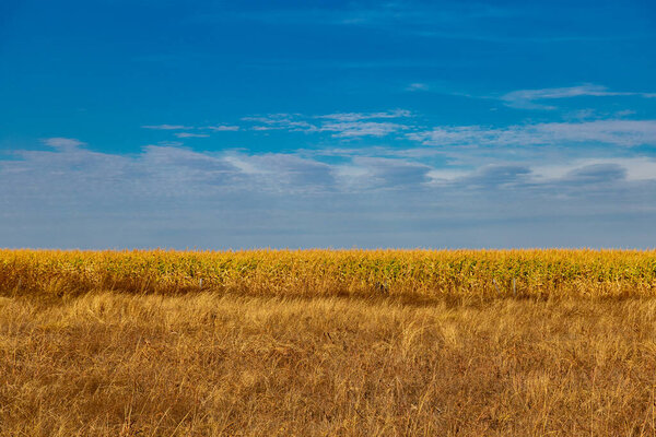 A beautiful cornfield seen from the roadside with blue sky in the background.