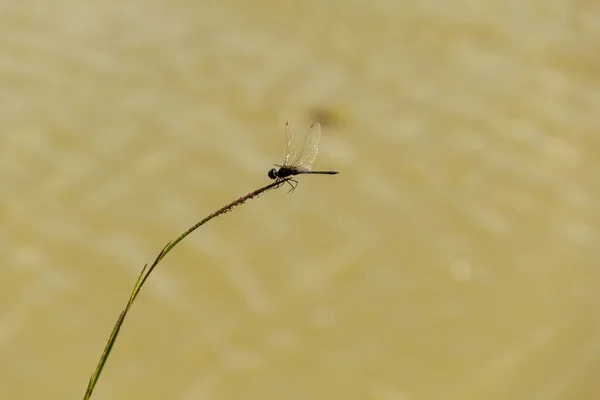 Eine Auf Einem Stock Ruhende Libelle Mit Seewasser Hintergrund — Stockfoto