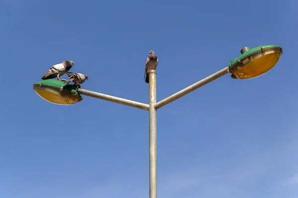 Arka Planda Mavi Gökyüzü Olan Sokak Lambasındaki Kuşlar — Stok fotoğraf