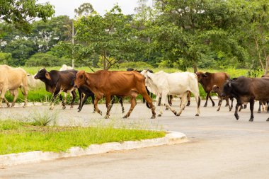  Goiania şehrindeki bir parkta yürüyen bir sürü..