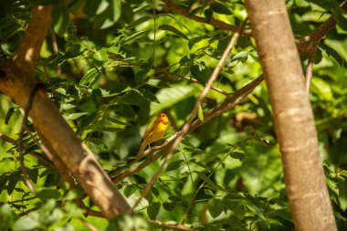 Ağaç dalındaki kanarya olarak bilinen sarı bir kuş. (Sicalis flaveola)