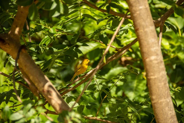 Pássaro Amarelo Conhecido Como Canário Num Galho Árvore Sicalis Flaveola — Fotografia de Stock