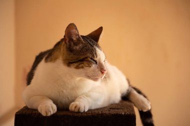 Bir tekir kedi uzanmış, dinleniyor, sarı bir arka planı olan tahta bir yüzeye..