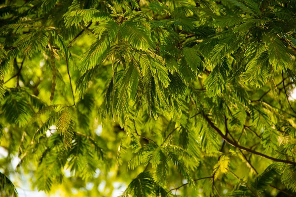 Detalhe Das Folhas Frescas Uma Árvore Frondosa Foco Restrito — Fotografia de Stock