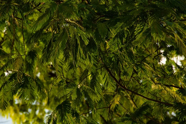 Деталь Свежих Листьев Листового Дерева Ограниченный Фокус — стоковое фото