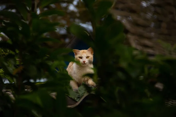 Μια Χαριτωμένη Γάτα Στην Οροφή Του Σπιτιού Ανάμεσα Στα Φύλλα — Φωτογραφία Αρχείου