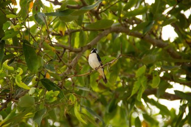  Gölgeli bir ağacın dalına tünemiş 