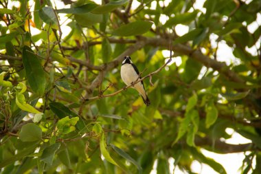 Gölgeli bir ağacın dalına tünemiş 