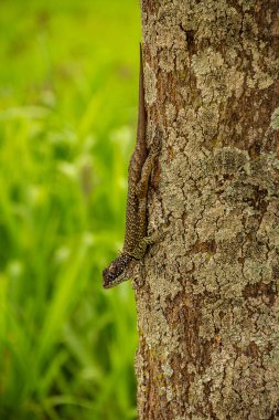 Bulanık yeşil arka planı olan bir ağacın kuru gövdesinde bir kertenkele..
