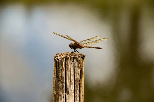 Eine Libelle Thront Auf Einem Trockenen Stock Mit Wasser Aus — Stockfoto