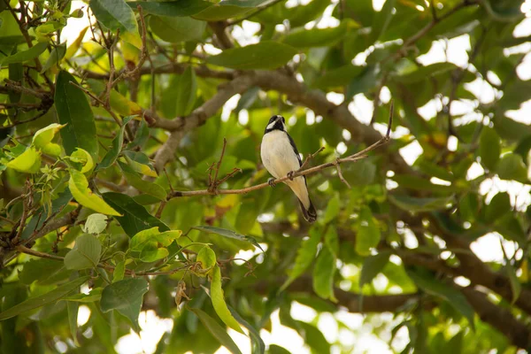 Ptak Zwany Muszkietem Usiadł Gałęzi Zacienionego Drzewa Sporophila Lineola — Zdjęcie stockowe