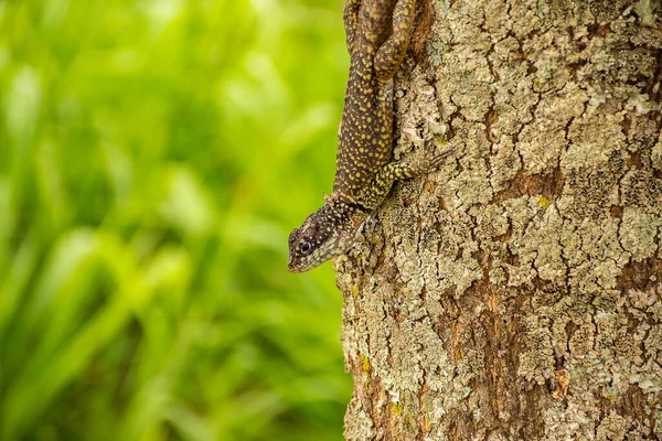 一种蜥蜴 在干枯的树干上有模糊的绿色背景 — 图库照片