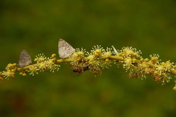 Kelebek Arı Bulanık Yeşil Arka Planlı Bir Çiçek Dalı — Stok fotoğraf