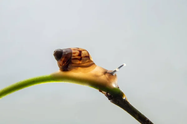 Een Slak Lopend Een Groene Tak Van Een Plant — Stockfoto