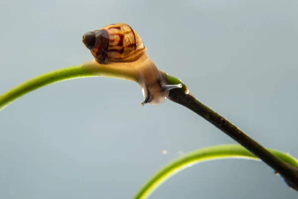 Escargot Marchant Sur Une Branche Verte Une Plante — Photo